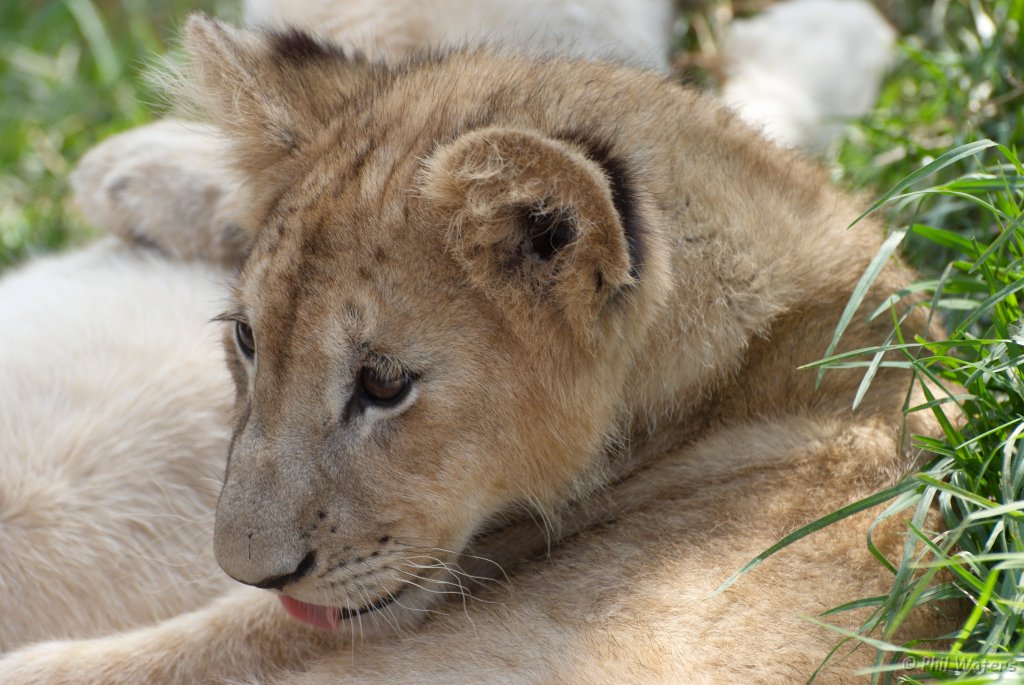 South_Africa_077.jpg