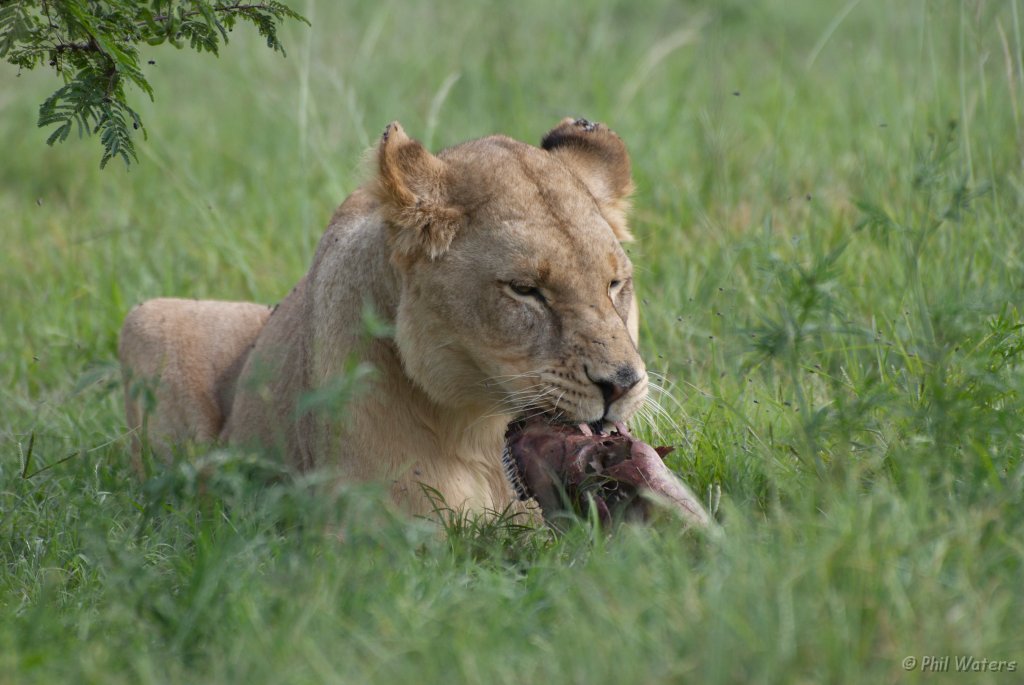 South_Africa_150.jpg