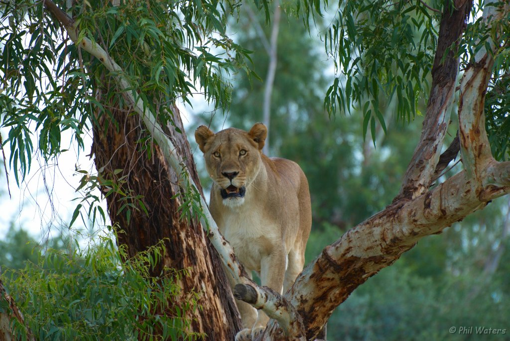 South_Africa_201.jpg
