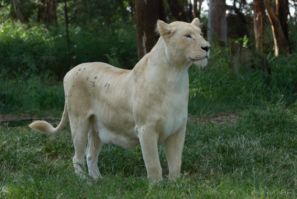 South_Africa_240.jpg