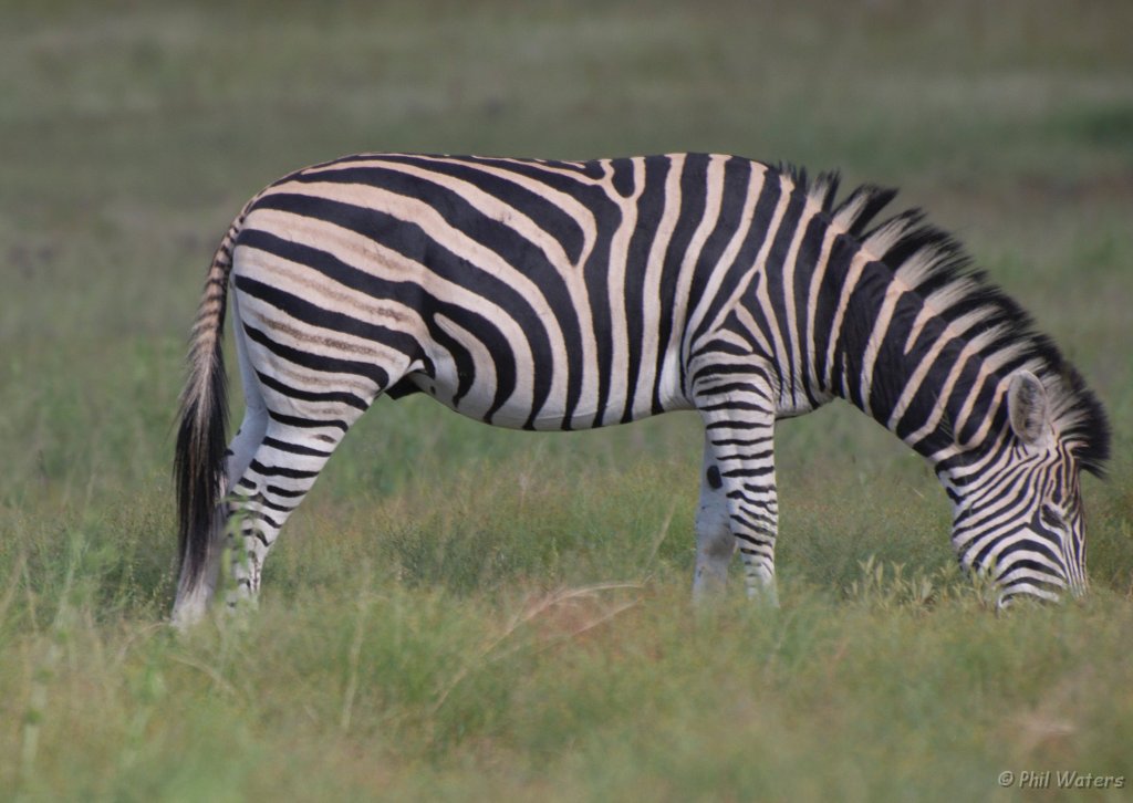 South_Africa_265.jpg