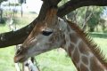 South_Africa_029