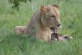 South_Africa_157