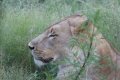 South_Africa_177