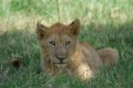 South_Africa_222