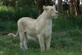 South_Africa_240