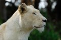South_Africa_243