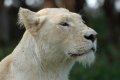 South_Africa_247
