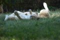 South_Africa_257