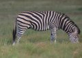 South_Africa_265