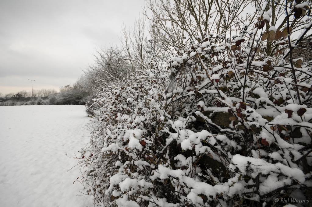 Snowy_Walk_2-2-09_022.jpg