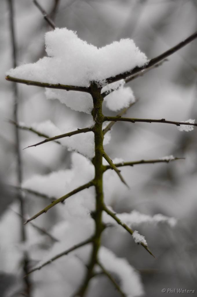Snowy_Walk_2-2-09_060.jpg