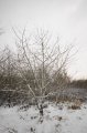 Snowy_Walk_2-2-09_001