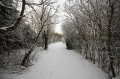 Snowy_Walk_2-2-09_003
