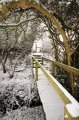 Snowy_Walk_2-2-09_034