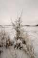 Snowy_Walk_2-2-09_041
