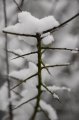 Snowy_Walk_2-2-09_060