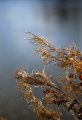 Windsor_River_Walk_18-01-09_016