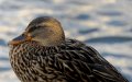 Windsor_River_Walk_18-01-09_037