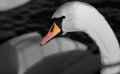 Windsor_River_Walk_18-01-09_039