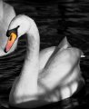 Windsor_River_Walk_18-01-09_040