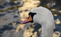 Windsor_River_Walk_18-01-09_045