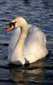 Windsor_River_Walk_18-01-09_047