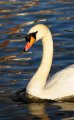 Windsor_River_Walk_18-01-09_048