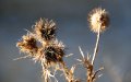 Windsor_River_Walk_18-01-09_077
