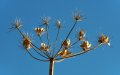 Windsor_River_Walk_18-01-09_079