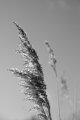 Windsor_River_Walk_18-01-09_084
