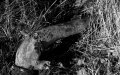 Windsor_River_Walk_18-01-09_086