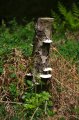 Wellington_Country_Park_3-4-09_009