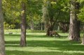 Wellington_Country_Park_3-4-09_010