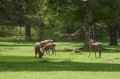 Wellington_Country_Park_3-4-09_032
