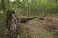 Wellington_Country_Park_3-4-09_034