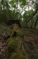 Wellington_Country_Park_3-4-09_037
