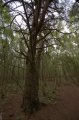 Wellington_Country_Park_3-4-09_052