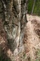 Wellington_Country_Park_3-4-09_059