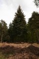 Wellington_Country_Park_3-4-09_060